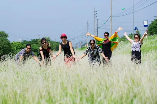 Đồng cỏ tranh trắng lãng mạn giữa Thủ đô