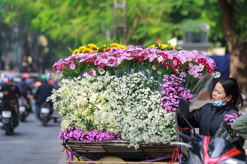 Cúc họa mi xuống phố