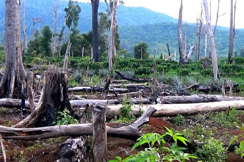 Không thể để các địa phương ồ ạt xin phá rừng làm kinh tế