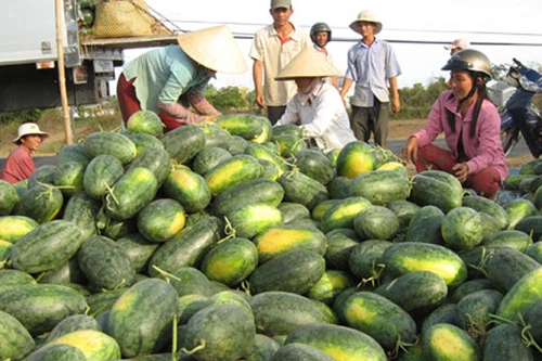 Hà Nội đẩy mạnh tiêu thụ dưa hấu và hành tím