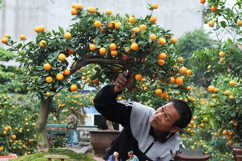 [ẢNH] Những loại cây cảnh "độc nhất vô nhị" được săn đón dịp Tết Canh Tý