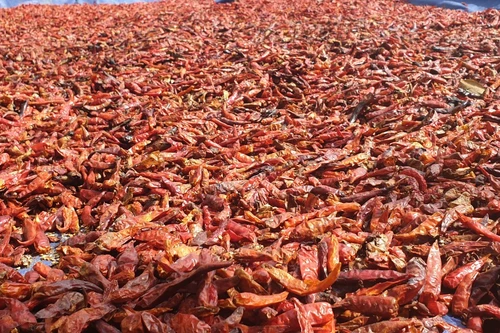 Thực hư thông tin ớt khô Việt Nam xuất khẩu vào Hàn Quốc bị trả về