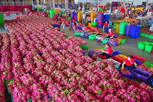 Giá thanh long giảm sâu, nguy cơ ùn tắc 300.000 tấn