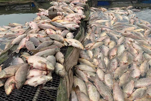 Bộ Nông nghiệp cùng Hải Dương tìm nguyên nhân khiến 300 tấn cá lồng bè chết trắng
