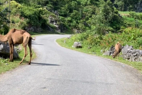 Lạc đà, chuột túi xuất hiện tại Cao Bằng đều do đối tượng buôn lậu bỏ lại