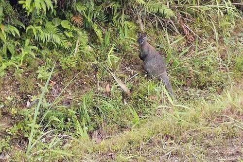 Hai con chuột túi ở Cao Bằng đã chết