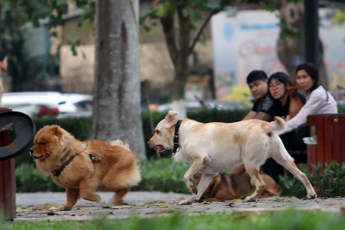 Tăng chóng mặt số người chết vì bệnh dại ngay đầu năm 