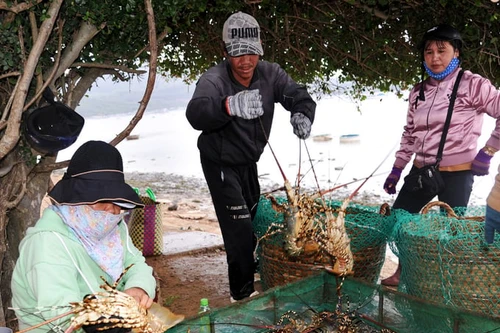 Chưa rõ nguyên do vì đâu khó xuất khẩu tôm hùm bông sống đi Trung Quốc