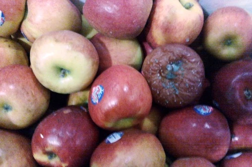 Phát hiện gần 1 tấn táo Envy nhập khẩu thối hỏng