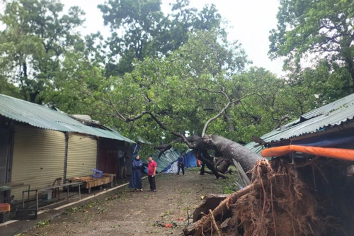 Hà Nội: Dự kiến khoảng 1.200 cây xanh bị gãy, đổ trên các tuyến phố sẽ được khôi phục lại