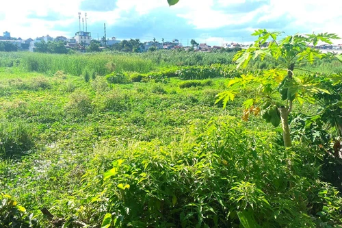 Dự án HP Elite Central Hải Phòng: Bãi đất cỏ mọc đã rao bán rầm rộ, chủ đầu tư nói “không chịu trách nhiệm”