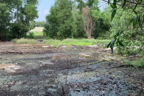 Nuôi lợn gây ô nhiễm, Công ty Làng Việt bị phạt đến 430 triệu đồng