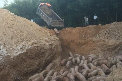 Lợn bệnh tiêu hủy sẽ được hỗ trợ 40.000 đồng/kg