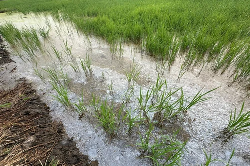 Bộ trưởng Giao thông bác tin lúa chết do nhiễm mặn từ cát đắp nền cao tốc