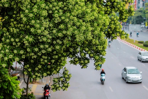 Quận Đống Đa muốn di dời hàng hoa sữa phố Nguyễn Chí Thanh do mùi hương quá nồng