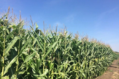 Diện tích cây trồng công nghệ sinh học ở Việt Nam tăng chậm