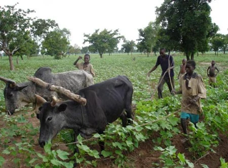 Chìa khóa an ninh lương thực cho châu Phi