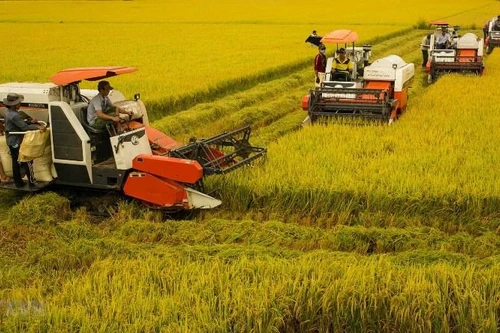 Nên xem thương lái là đối tác thu mua nông sản để đưa vào quản lý