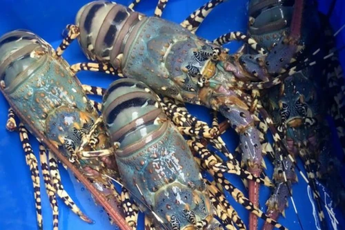 Chưa tìm ra giải pháp để xuất khẩu tôm hùm bông đi Trung Quốc