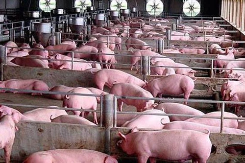 Lợn Việt Nam “chảy ngược” qua biên giới, Bộ Nông nghiệp đề nghị ngăn chặn