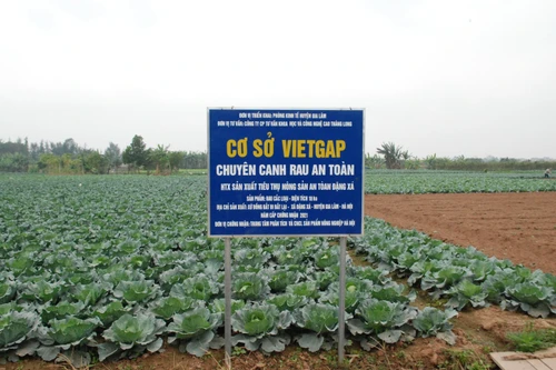 Rau an toàn vẫn khó đầu ra dù hàng chục triệu người tiêu dùng mong mỏi