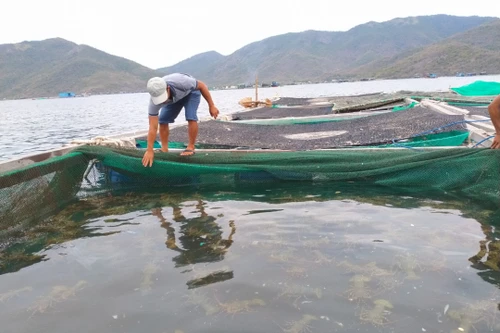 Khó “gỡ” ách tắc xuất khẩu tôm hùm bông đi Trung Quốc trong ngắn hạn