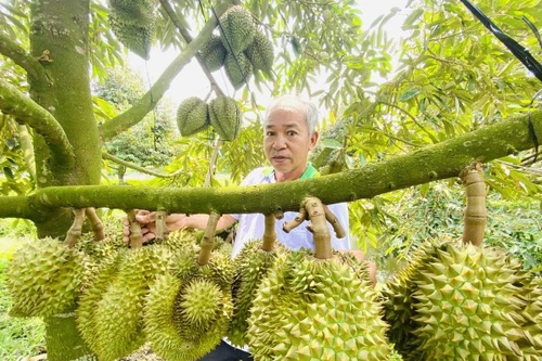 Sẽ có quy trình kiểm soát toàn bộ các khâu sản xuất sầu riêng