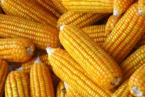 Ngô biến đổi gen chính thức được chứng nhận an toàn sinh học