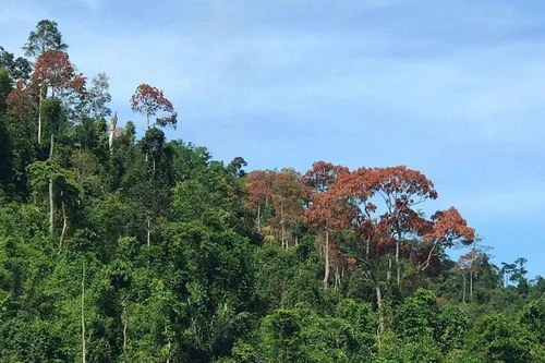 Chuyển đổi hơn 1.000 ha rừng để làm cao tốc Bắc Nam phía Đông