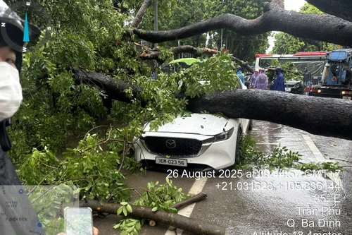 Khoảnh khắc cây xà cừ cổ thụ bật gốc đè bẹp ô tô trên đường Trần Phú