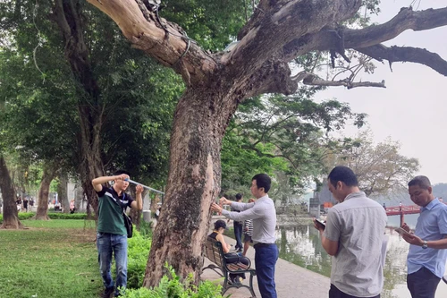 Sẽ chặt hạ 3 cây sưa chết khô trong vườn hồ Hoàn Kiếm