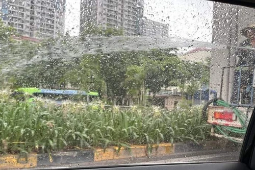 Tưới cây xanh giữa trời mưa sáng 24-6, Sở Xây dựng Hà Nội nói gì?