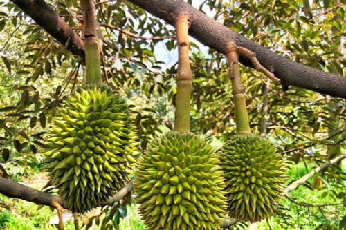 Đang đàm phán để có "giấy thông hành" xuất khẩu chính ngạch 8 loại trái cây Việt Nam sang Trung Quốc