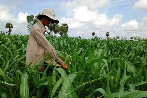 Chuyển đổi cơ cấu cây trồng phập phồng sợ dân… chửi