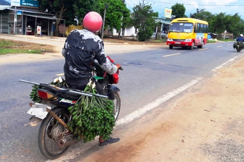 Cau non tăng giá, bán tạ cau được chỉ vàng, Trung Quốc mua về làm kẹo cau