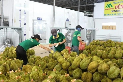 Kiểm nghiệm sầu riêng xuất khẩu đi Trung Quốc trở lại bình thường