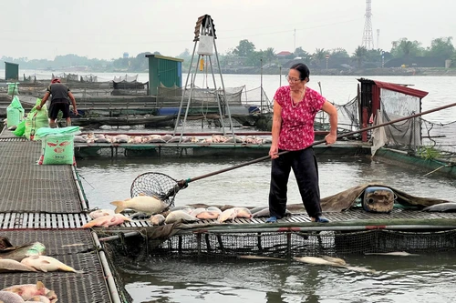 Lộ nguyên nhân khiến gần 1.000 tấn cá nuôi lồng bè ở Hải Dương bị chết