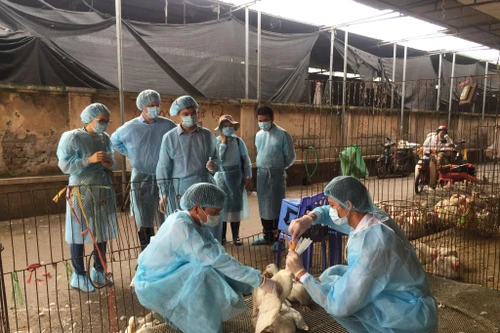 Người tham gia phòng, chống dịch bệnh động vật được hỗ trợ 400.000 đồng/ngày?