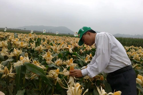 Ngô biến đổi gen được sử dụng làm thực phẩm tại Việt Nam