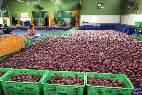 70 vùng trồng khoai lang của Việt Nam đủ điều kiện xuất đi Trung Quốc