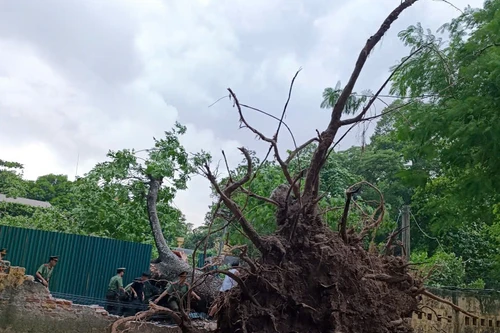 Hà Nội: Hơn 940 cây xanh bị đổ, gãy trong trận giông lốc kinh hoàng chiều qua 