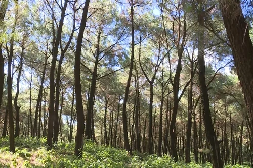 Công ty Lilama 18 xin chuyển rừng tự nhiên làm du lịch sinh thái ở Thanh Hóa