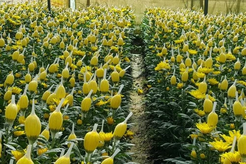 Vì sao Dalat Hasfarm phải tiêu hủy 700.000 cành hoa cúc xuất khẩu đi Australia?