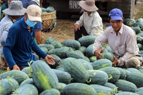 Ký kết Nghị định thư xuất khẩu dưa hấu tươi Việt Nam sang Trung Quốc