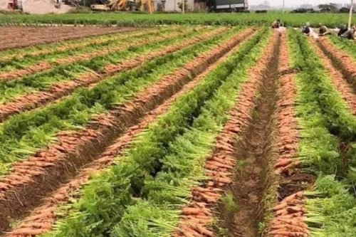 Ngăn chặn lợi dụng “giải cứu” nông sản để ép giá, Hải Dương công bố giá thu mua