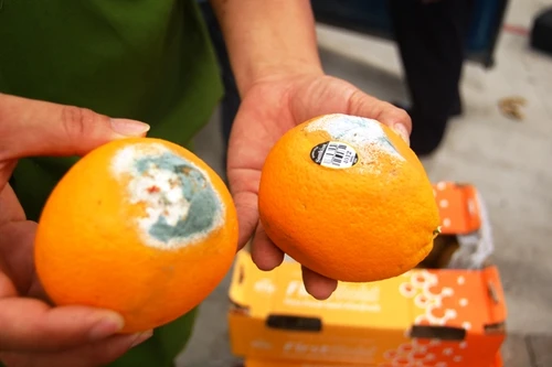 Phát hiện nhiều loại hoa quả nhập khẩu đắt tiền đã thối hỏng