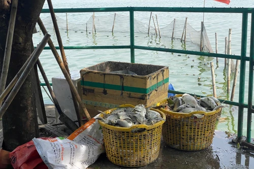 Tây Hồ xin đánh tỉa bớt cá ở hồ Tây để hạn chế cá chết trắng