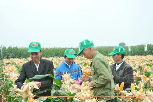 Điểm chuyển giao tiến bộ kỹ thuật cho nông dân