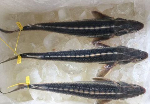 Phát hiện nhiều mẫu cá tầm ở Hà Nội và TP.HCM ngoài danh mục được phép kinh doanh