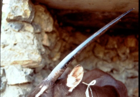 Các loài móng guốc bên bờ vực tuyệt chủng